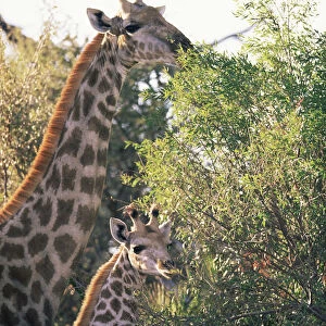 Giraffe family feeding {Giraffa camelopardalis} Moremi Reserve, Botswana