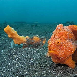 Golf-ball sized Painted frogfish (Antennarius pictus) waits to ambush prey disguised