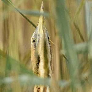 Great bittern (Botaurus stellaris) head and neck, lookin up through reeds. Suffolk, UK