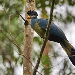 Great blue turaco (Corythaeola cristata) in Bigodi wetland santuary, Uganda