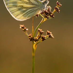 Green-veined white butterfly (Artogeia / Pieris napi) resting on reed in late evening light