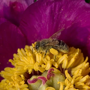Honey bee (Apis mellifera) foraging on Peony (Paeonia officinalis) pollen. Surrey, England, UK