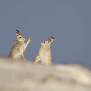 Mountain Hares (Lepus timidus) boxing in winter. Cairngorms National Park, Scotland, UK, January