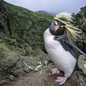 Northern Rockhopper Penguin (Eudyptes moseleyi) in windswept nesting colony. Gough Island