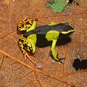 Painted mantella frog (Mantella madagascariensis) Mantadia NP, Eastern Madagascar