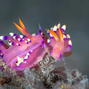 Pair of Nudibranchs (Flabellina exoptata) just prior to mating, the mating apparatus of the one on left is visible, Bitung, North Sulawesi, Indonesia, Molucca Sea