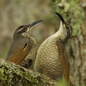 Paradise Riflebird (Ptiloris paradiseus) young males size each other up between practice displays
