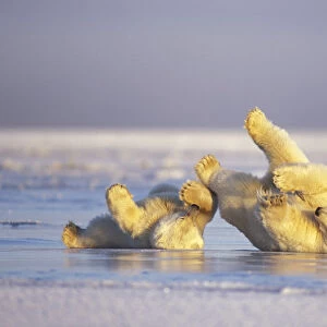 Polar bear (Ursus maritimus) sow and cub sliding on their backs over the pack ice