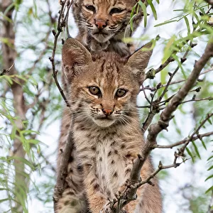 Portrait of two wild Bobcat (Lynx rufus) kittens in a tree, Texas, USA. September