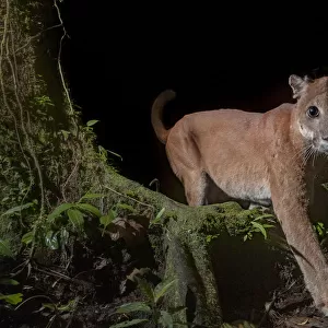 Puma (Puma concolor) in Choco rainforest, Ecuador