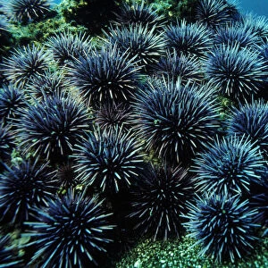 Purple sea urchins, California USA