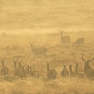 Red deer (Cervus elaphus) herd during rut in morning light. Derbyshire, England, UK