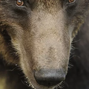RF- Eurasian brown bear (Ursus arctos) close-up of face, Suomussalmi, Finland. July
