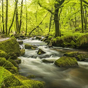 The River Fowey at Golitha Falls surrounded by forest in fresh spring foliage. Cornwall, UK. May