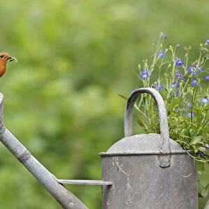 Robin (Erithacus rubecula) perched on watering can with invertebrate prey. Wiltshire