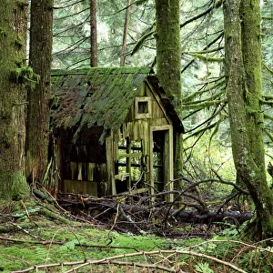 Rotting wooden shed covered in moss, Washington State, USA