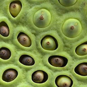 Sacred lotus (Nelumbo nucifera) seeds embedded in pits in fleshy receptacle. Seeds