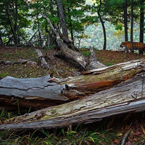 Siberian tiger (Panthera tigris altaica) walking through forest with fallen tree in foreground, Land of the Leopard National Park, Russian Far East. Endangered. Taken with remote camera. September