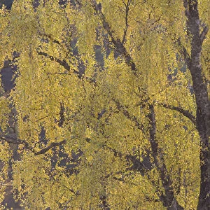 Silver birch trees {Betula pendula} in autumn, Glen Strathfarrar NNR, Scotland, UK