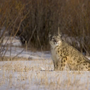 Snow leopard {Panthera uncia} sitting in snowy landscape, China, captive
