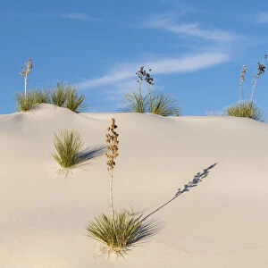 Soaptree yucca (Yucca elata) on gypsum dun, White Sands National Monument, New Mexico