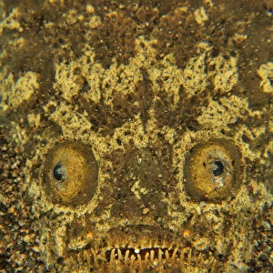Stargazer (Uranoscopus sulphureus) half buried in the sand, Sulu sea, Philippines