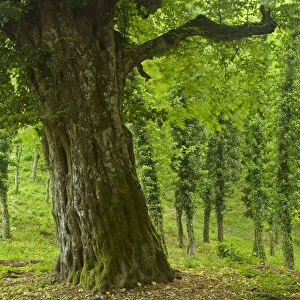 Trees in the Foresta Umbra, Gargano National Park, Gargano Peninsula, Apulia, Italy