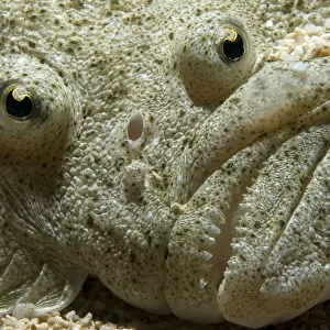 Turbot (Scophthalmus maximus) detail of the eyes and mouth, United Kingdom, September