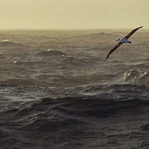Wandering albatross (Diomedea exulans) in flight over the ocean, Drake Passage, Southern Ocean