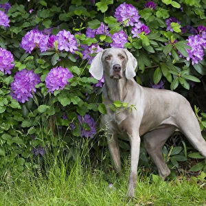 Weimaraner in front of Rhododendron flowers, Haddam, Connecticut, USA. May
