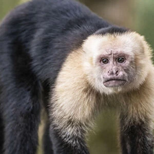 White-faced capuchin monkey (Cebus capucinus) in Tenorio Volcano National Park