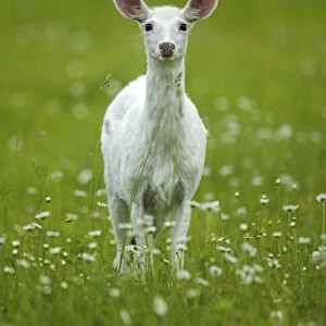 White-tailed deer (Odocoileus virginianus), leucistic white doe, New York, USA, June