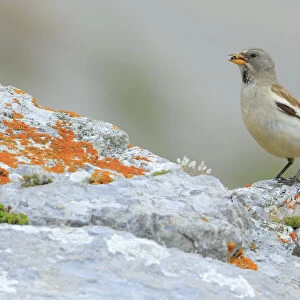 White Winged Snowfinch