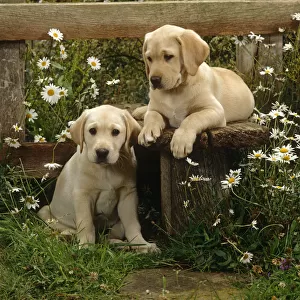Two Yellow Labrador puppies resting at a stile, 9 weeks old