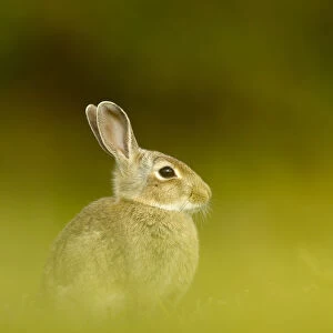 Young European rabbit (Oryctolagus cuniculus) sitting in long grass, Murlough Nature Reserve