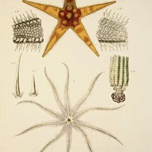 Asterias aurantiaca and Comatula carinata, pub. 1833 (Hand coloured engraving). Creator