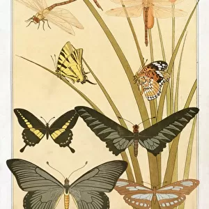 Butterflies, pub. 1897. Creator: Maurice Pillard Verneuil (1869?1942)