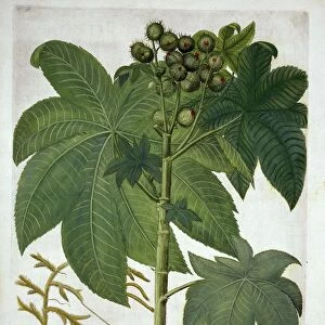 Castor Oil Plant, from Hortus Eystettensis, by Basil Besler (1561-1629) pub. 1613