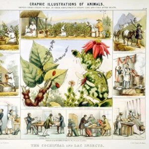 Cochineal and lac insects, c1850. Artist: Benjamin Waterhouse Hawkins