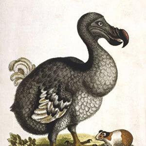 Dodo and guinea pig, 1750. Artist: George Edwards