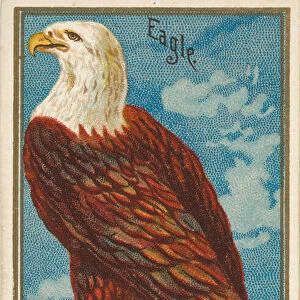 Eagle, from the Birds of America series (N4) for Allen & Ginter Cigarettes Brands
