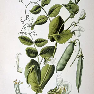Field and garden pea, 1893