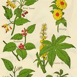 Flowers: Bitter Sweet, Buckthorn, Cubebs, Chicory, Castor Oil, Barberry, c1940