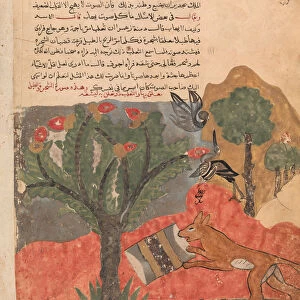 The Fox and the Drum, Folio from a Kalila wa Dimna, 18th century. Creator: Unknown
