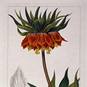 Fritillaria imperialis, pub. 1836. Creator: Panacre Bessa (1772-1846)
