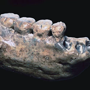 Jaw and teeth of Java Man