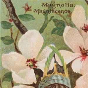 Magnolia: Magnificence, from the series Floral Beauties and Language of Flowers (N75