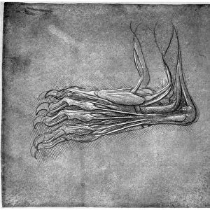 Muscles and sinews in a foot, possibly of a hare, late 15th or early 16th century (1954). Artist: Leonardo da Vinci
