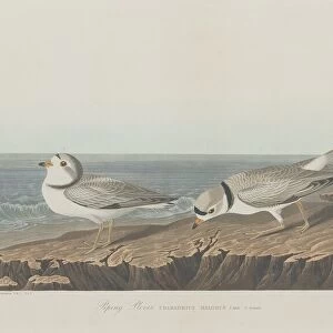 Piping Plover, 1834. Creator: Robert Havell