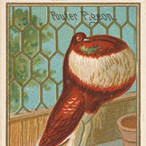 Pouter Pigeon, from the Birds of America series (N4) for Allen &